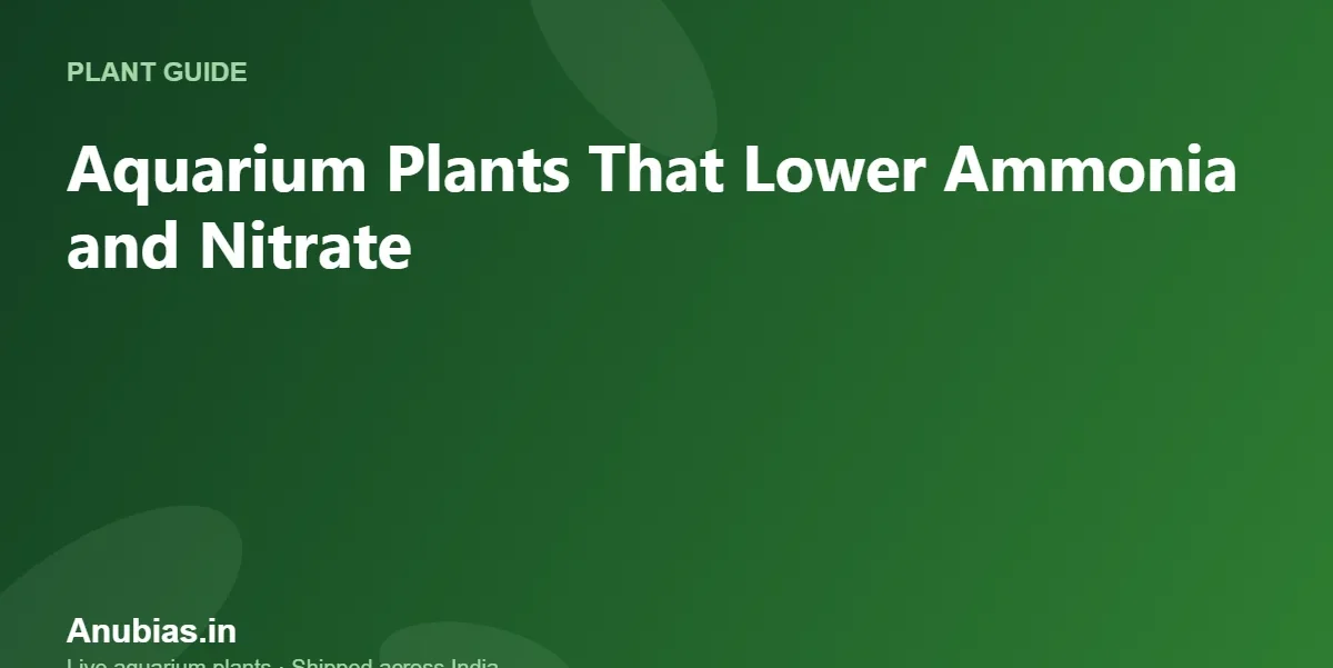 Aquarium Plants That Lower Ammonia and Nitrate – Anubias.in