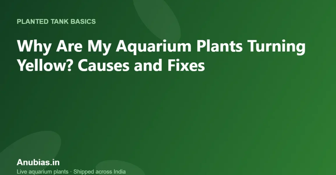 Why aquarium plants turn yellow – causes and fixes – Anubias.in