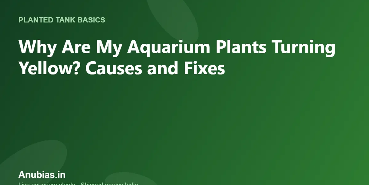 Why aquarium plants turn yellow – causes and fixes – Anubias.in