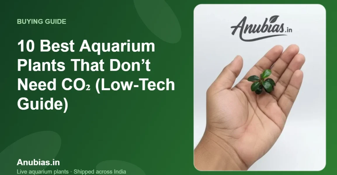 10 Best Aquarium Plants That Don’t Need CO₂ (Low-Tech Guide) – Anubias.in