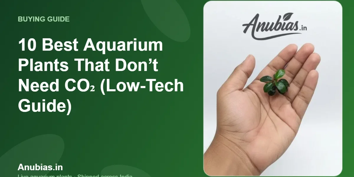 10 Best Aquarium Plants That Don’t Need CO₂ (Low-Tech Guide) – Anubias.in