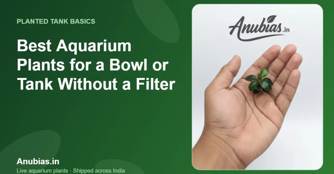 Best Aquarium Plants for a Bowl or Tank Without a Filter – Anubias.in