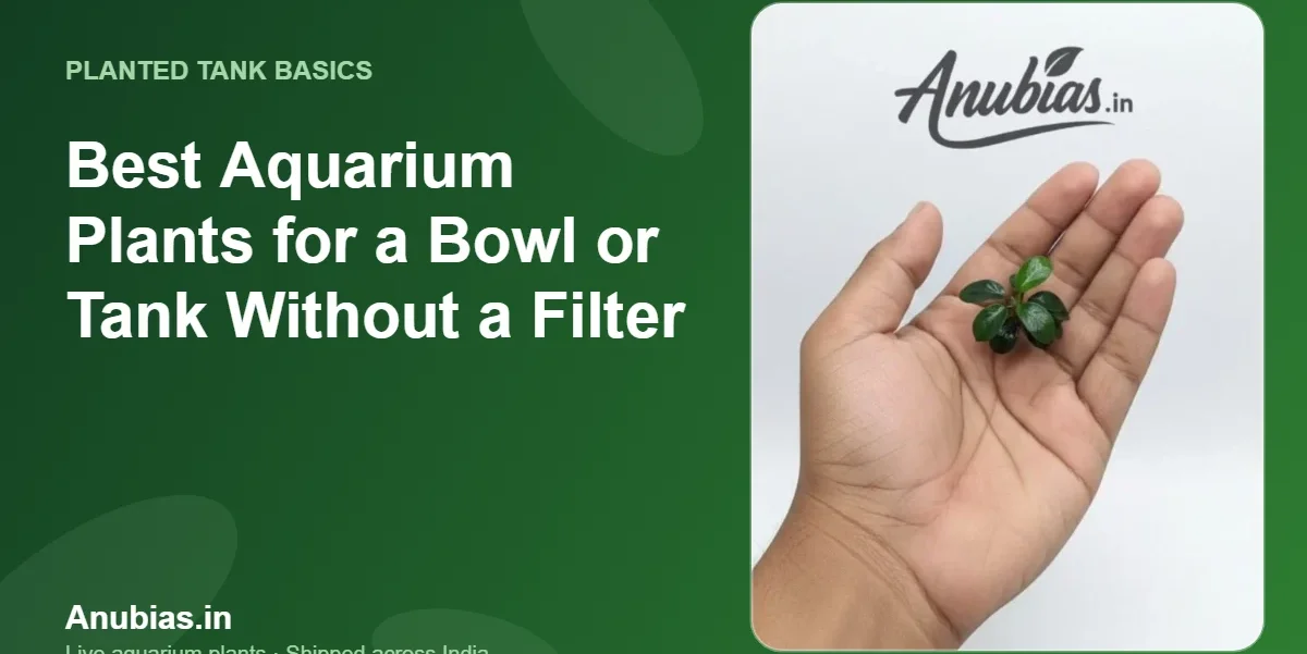 Best Aquarium Plants for a Bowl or Tank Without a Filter – Anubias.in