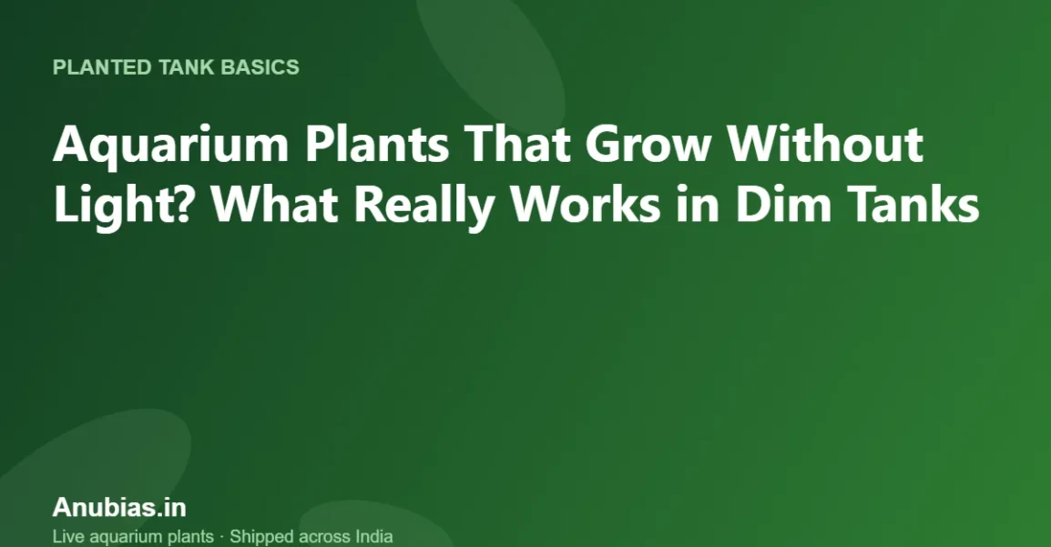 Aquarium Plants That Grow Without Light? What Really Works in Dim Tanks – Anubias.in
