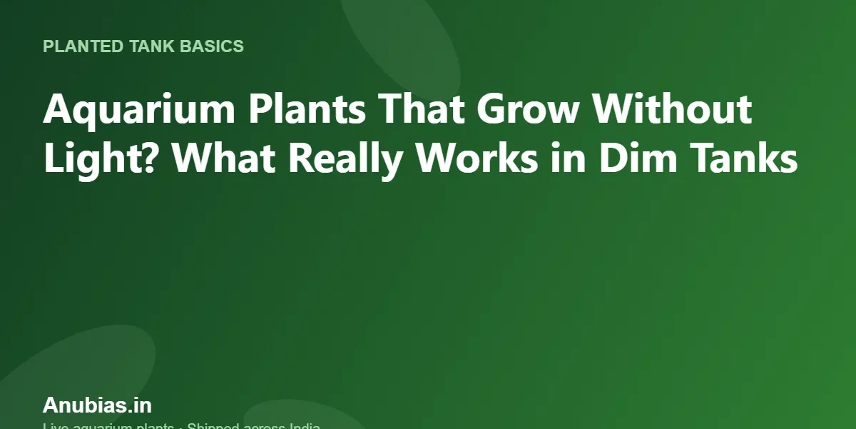 Aquarium Plants That Grow Without Light? What Really Works in Dim Tanks – Anubias.in