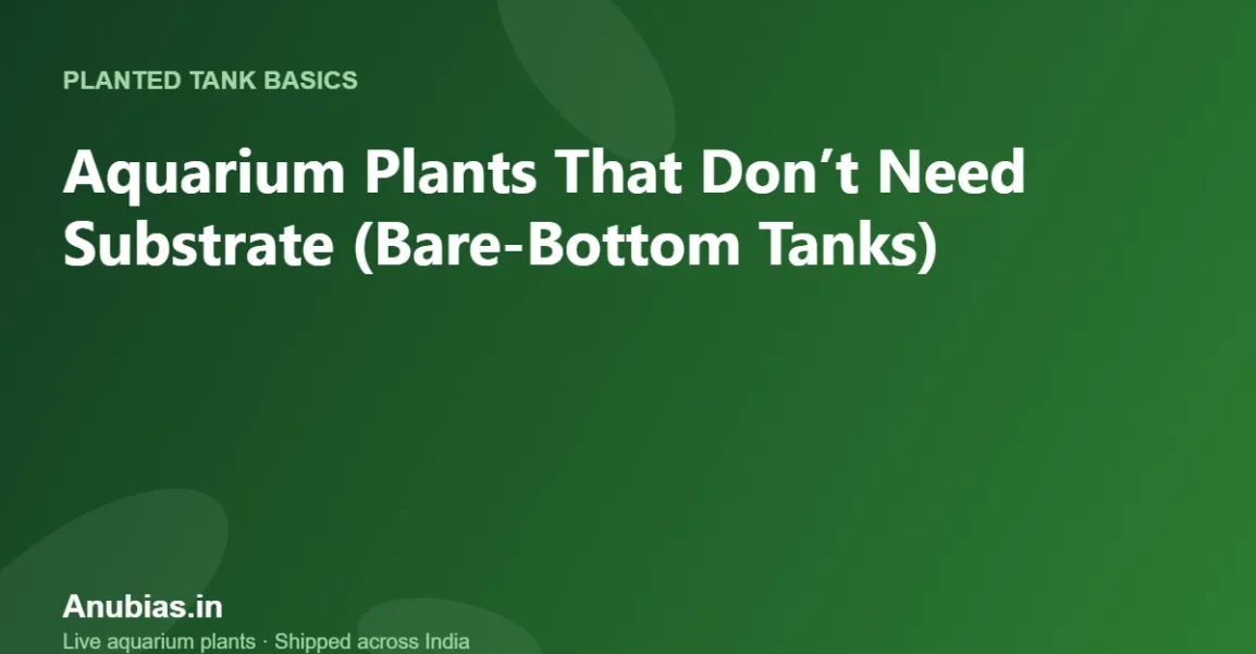 Aquarium Plants That Don’t Need Substrate (Bare-Bottom Tanks) – Anubias.in