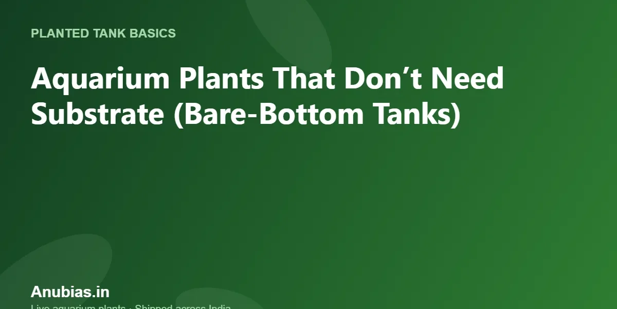 Aquarium Plants That Don’t Need Substrate (Bare-Bottom Tanks) – Anubias.in