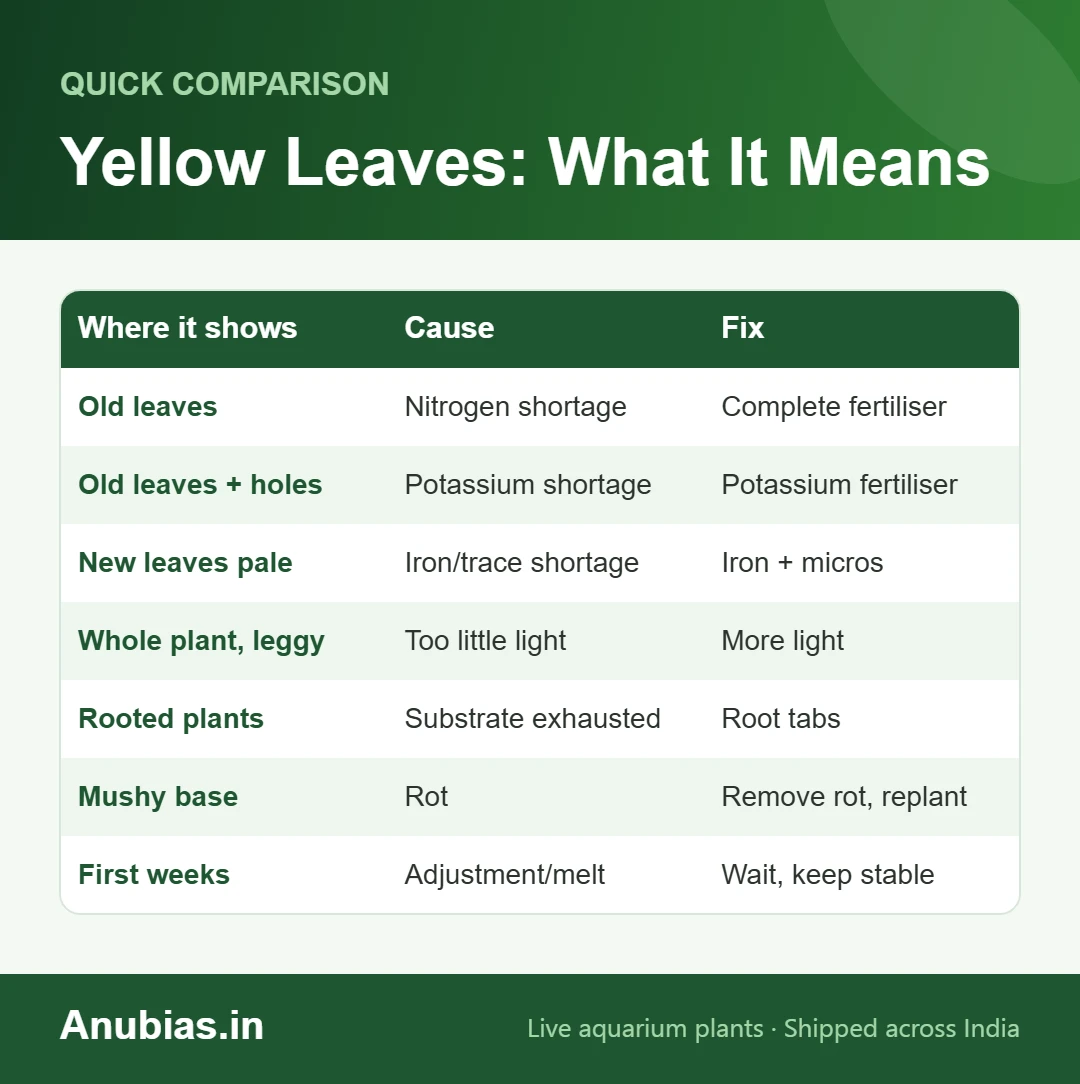 Chart of why aquarium plant leaves turn yellow: nitrogen, potassium, iron, light, substrate, rot and adjustment
