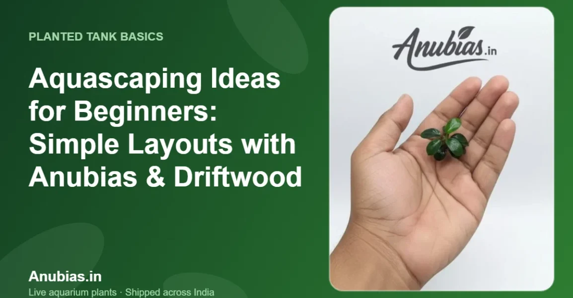 Aquascaping Ideas for Beginners: Simple Layouts with Anubias & Driftwood – Anubias.in