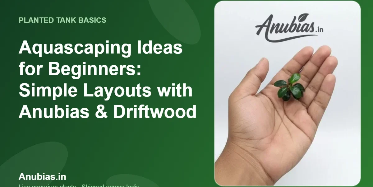 Aquascaping Ideas for Beginners: Simple Layouts with Anubias & Driftwood – Anubias.in