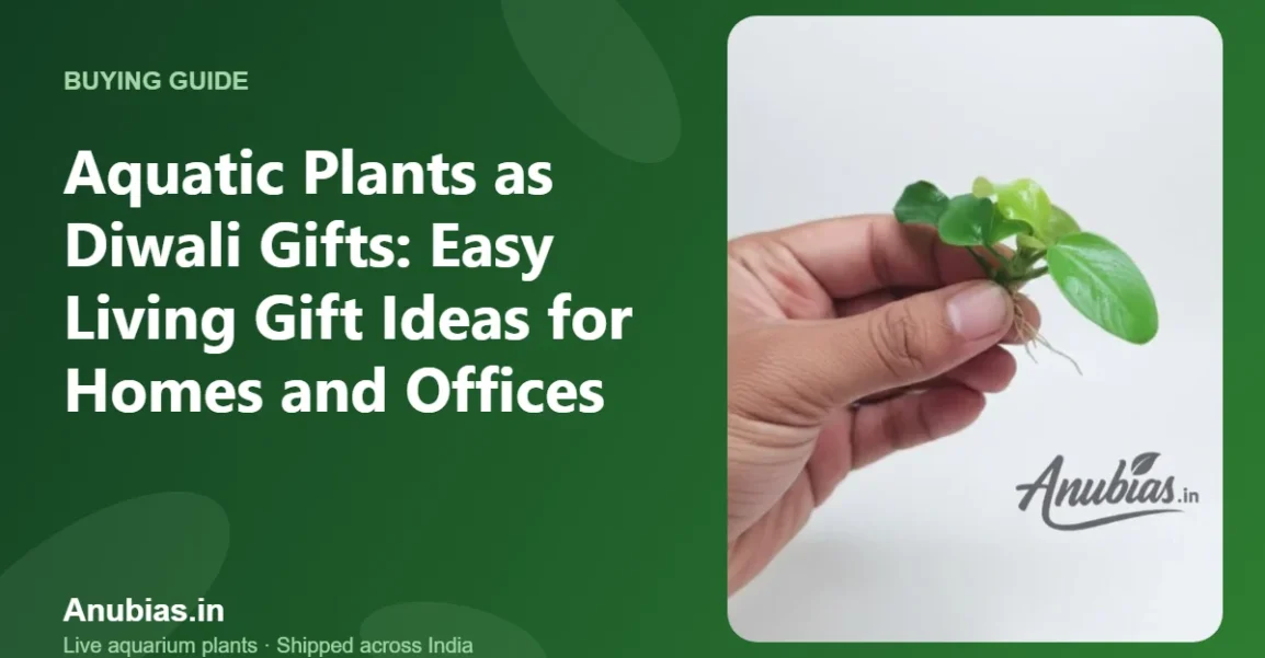 Aquatic Plants as Diwali Gifts: Easy Living Gift Ideas for Homes and Offices – Anubias.in