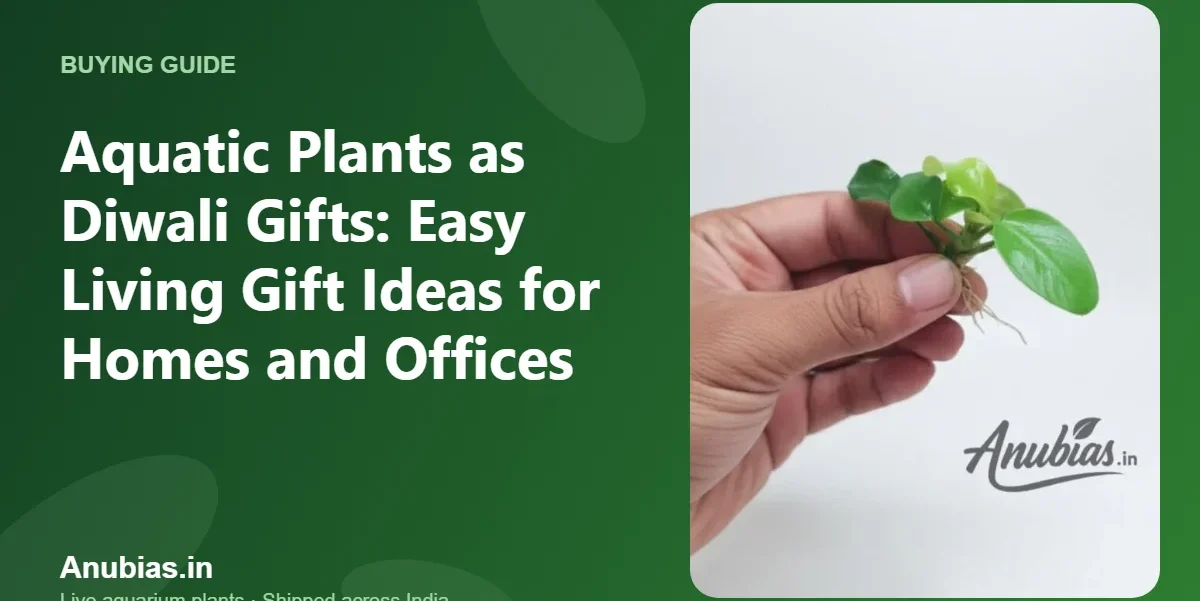 Aquatic Plants as Diwali Gifts: Easy Living Gift Ideas for Homes and Offices – Anubias.in