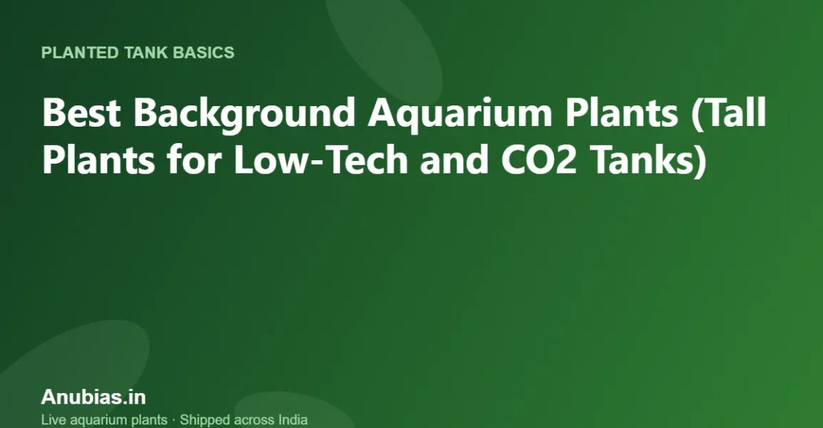 Best Background Aquarium Plants (Tall Plants for Low-Tech and CO2 Tanks) – Anubias.in