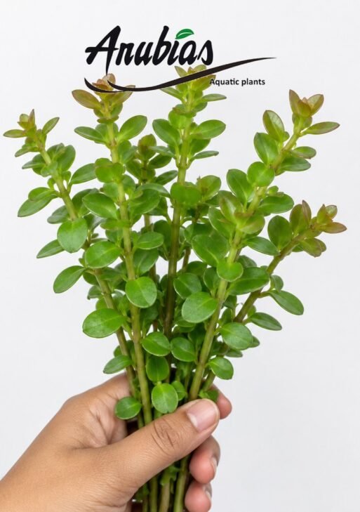 Bacopa Caroliniana