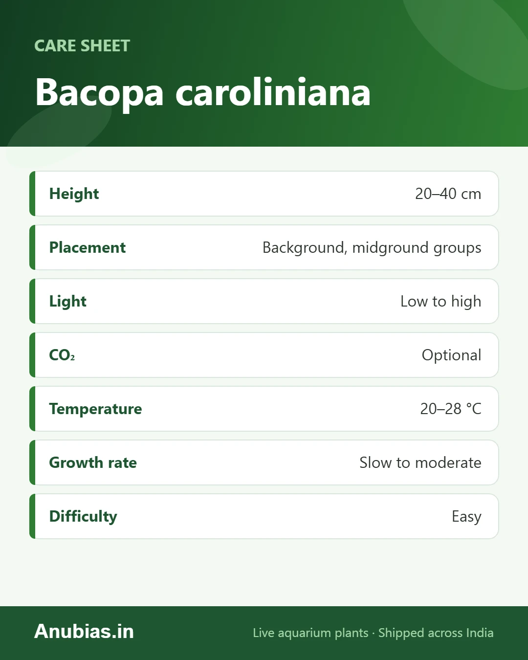 Bacopa caroliniana care sheet: Height, Placement, Light, CO₂ and more