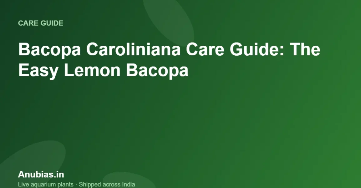 Bacopa Caroliniana Care Guide: The Easy Lemon Bacopa – Anubias.in