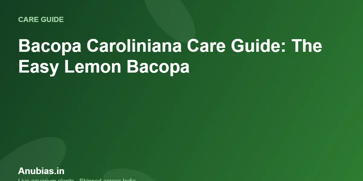 Bacopa Caroliniana Care Guide: The Easy Lemon Bacopa – Anubias.in