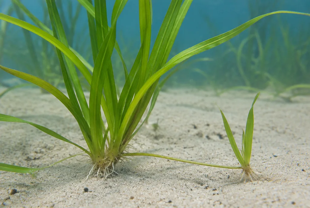 Vallisneria planted with its crown just above the sand and a runner forming a new plant