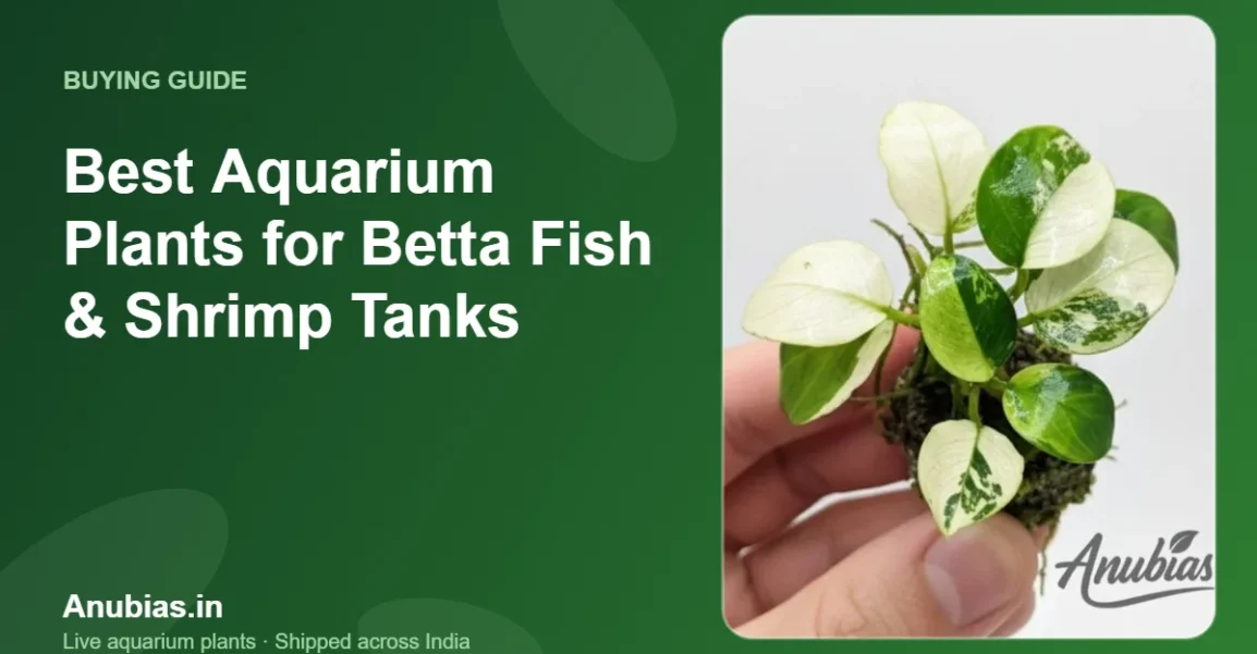 Best Aquarium Plants for Betta Fish & Shrimp Tanks – Anubias.in