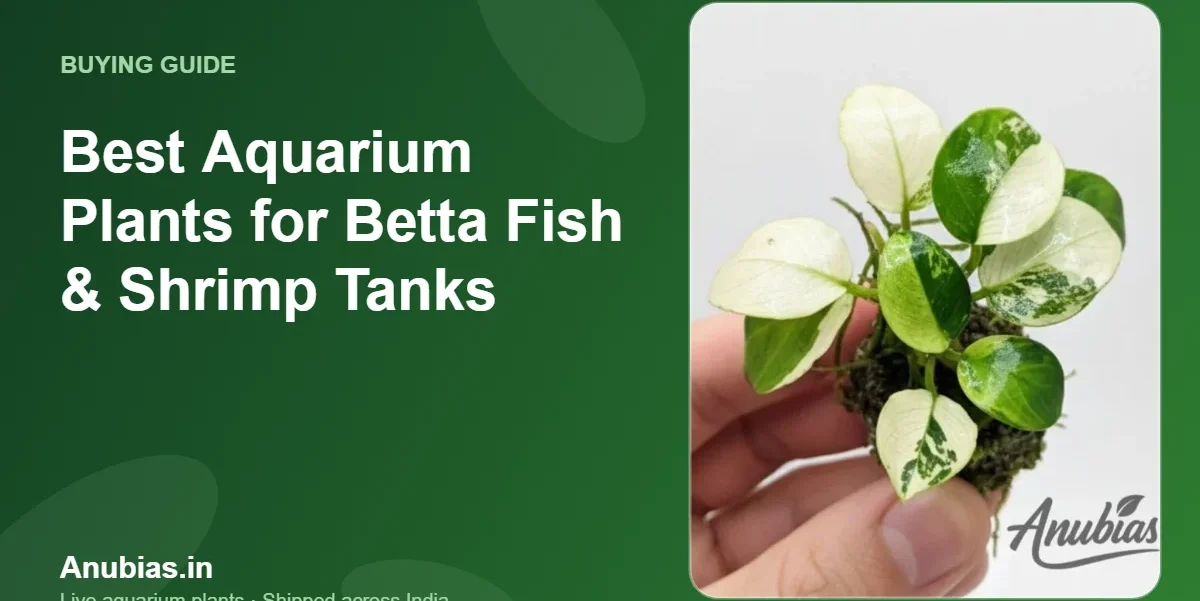 Best Aquarium Plants for Betta Fish & Shrimp Tanks – Anubias.in
