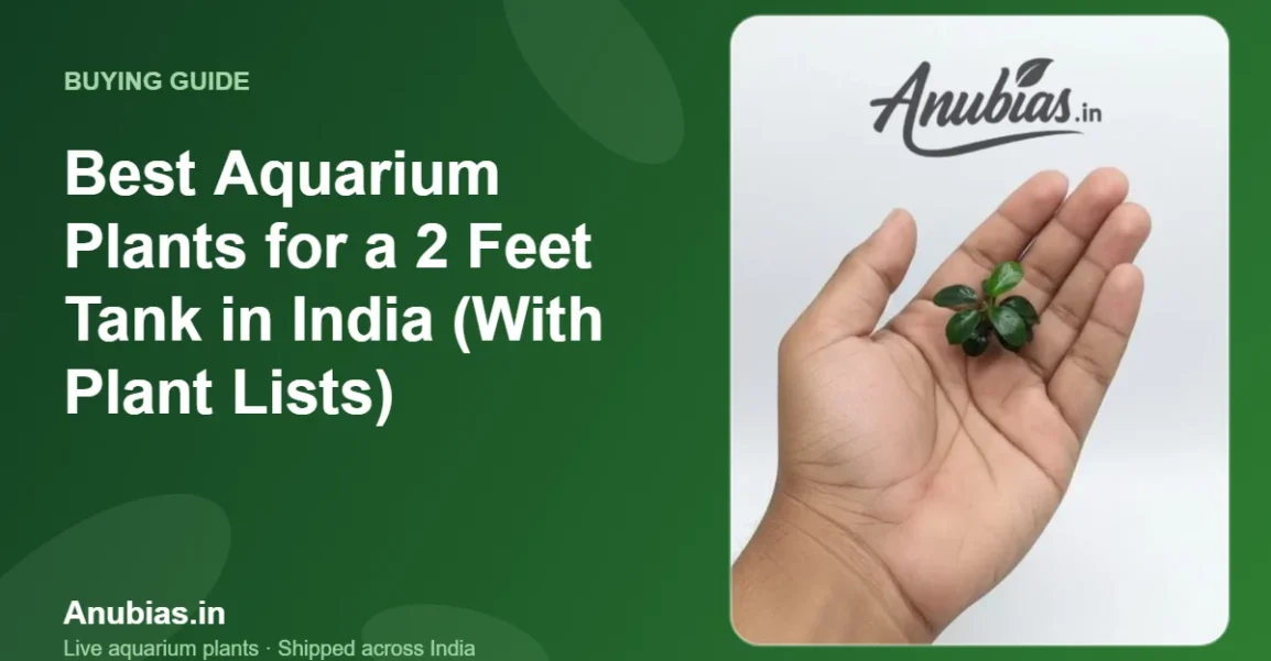 Best Aquarium Plants for a 2 Feet Tank in India (With Plant Lists) – Anubias.in