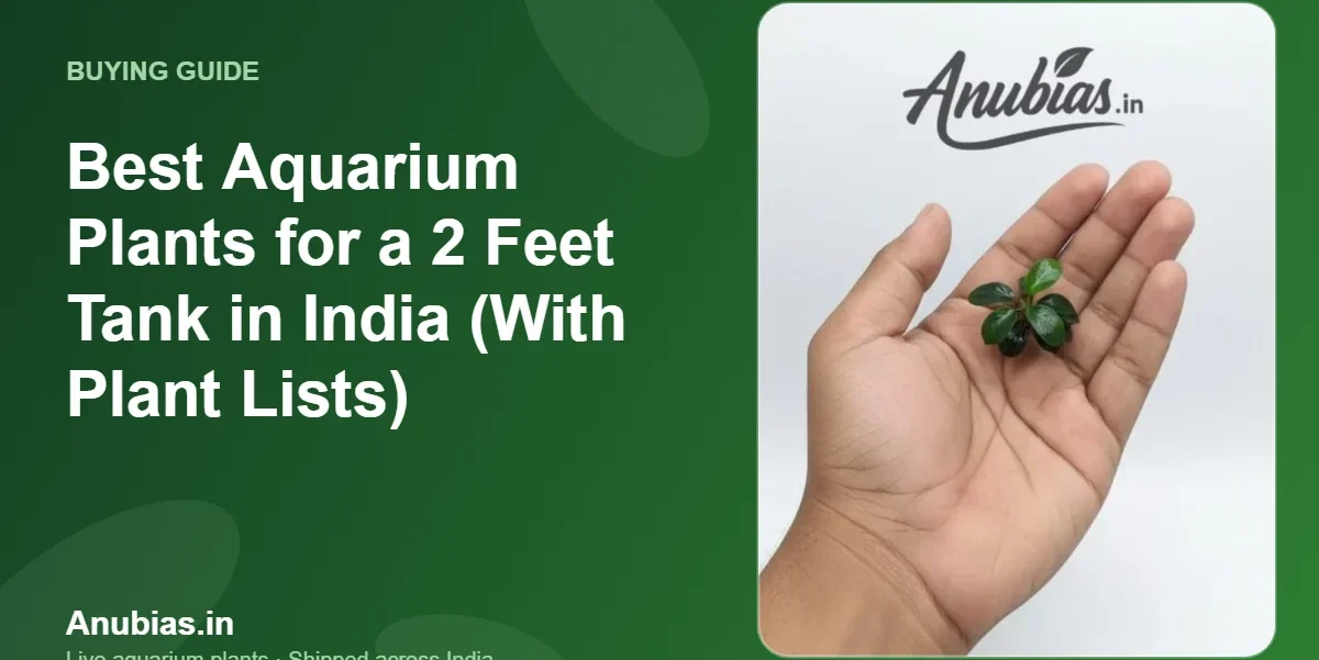 Best Aquarium Plants for a 2 Feet Tank in India (With Plant Lists) – Anubias.in
