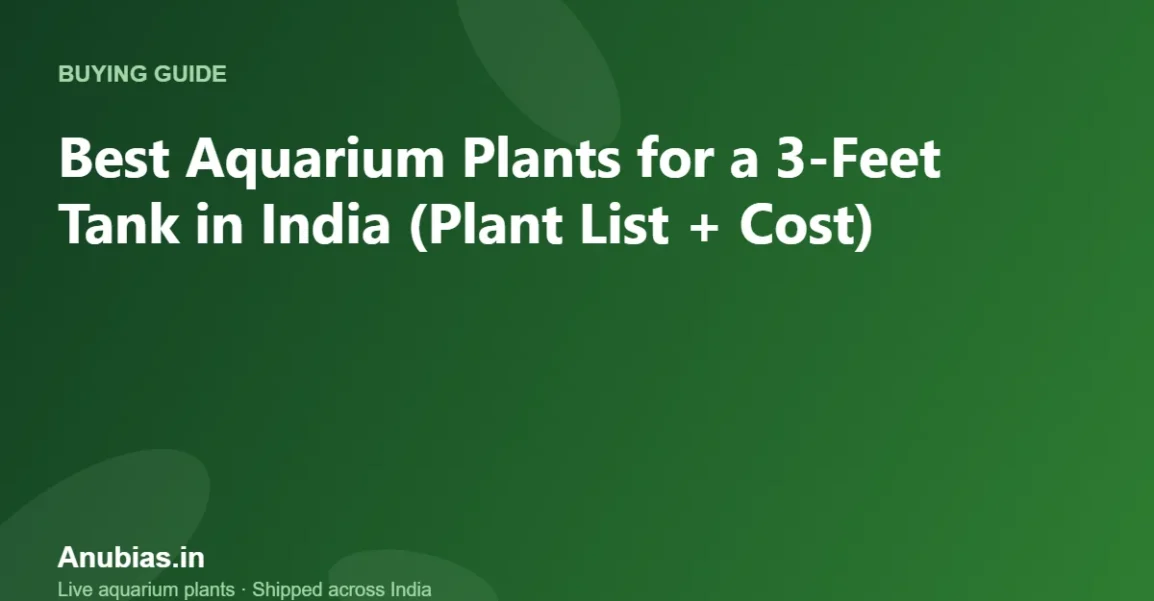 Best Aquarium Plants for a 3-Feet Tank in India (Plant List + Cost) – Anubias.in