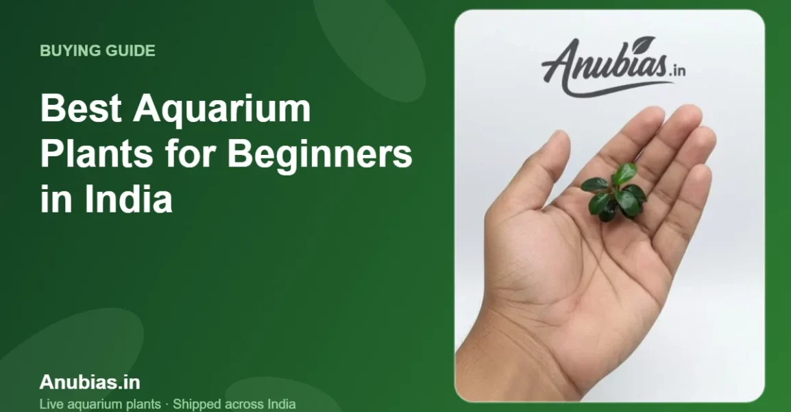 Best Aquarium Plants for Beginners in India – Anubias.in