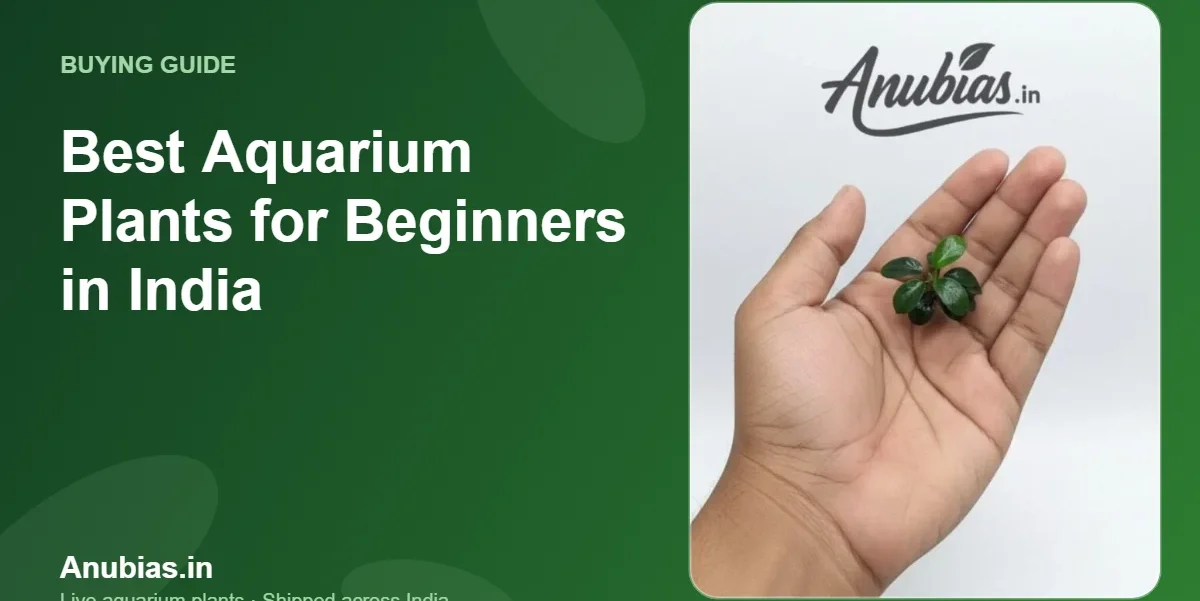 Best Aquarium Plants for Beginners in India – Anubias.in