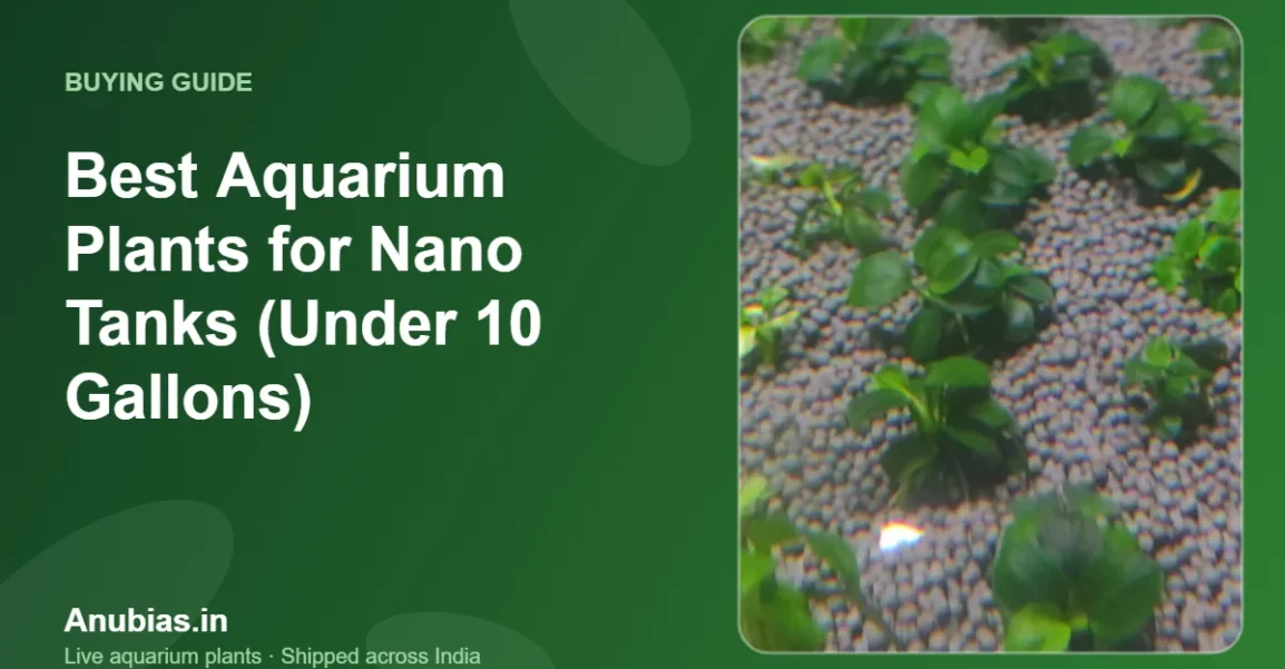 Best Aquarium Plants for Nano Tanks (Under 10 Gallons) – Anubias.in