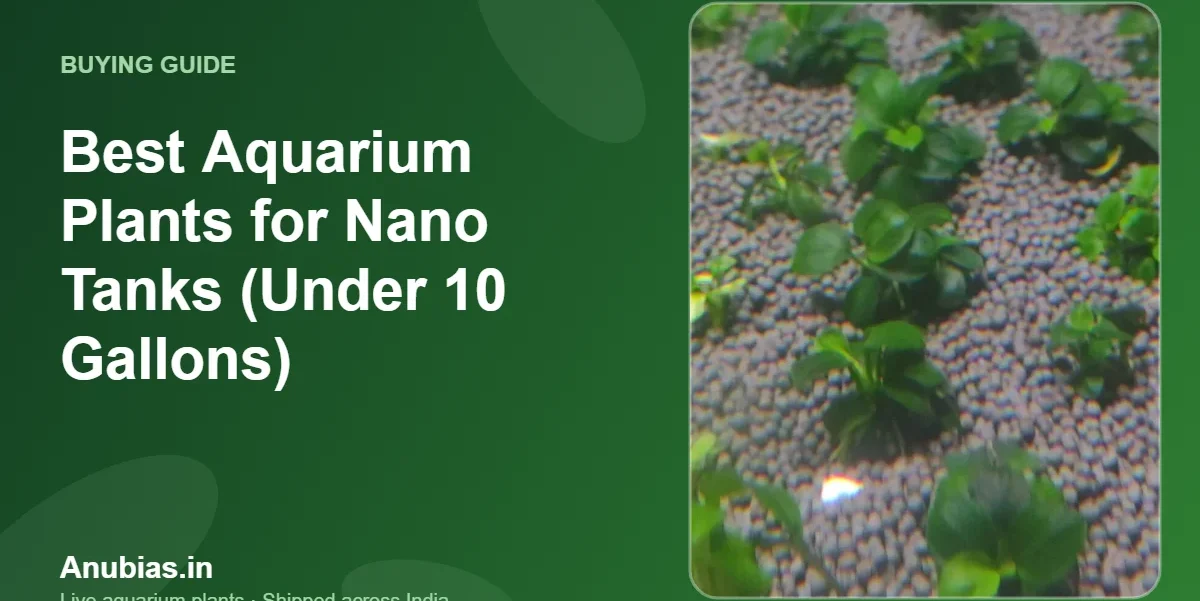 Best Aquarium Plants for Nano Tanks (Under 10 Gallons) – Anubias.in