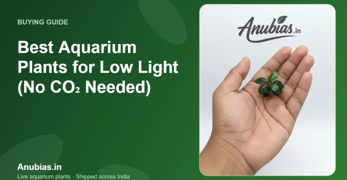 Best Aquarium Plants for Low Light (No CO₂ Needed) – Anubias.in