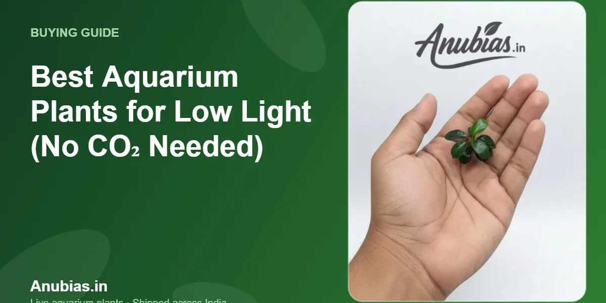 Best Aquarium Plants for Low Light (No CO₂ Needed) – Anubias.in