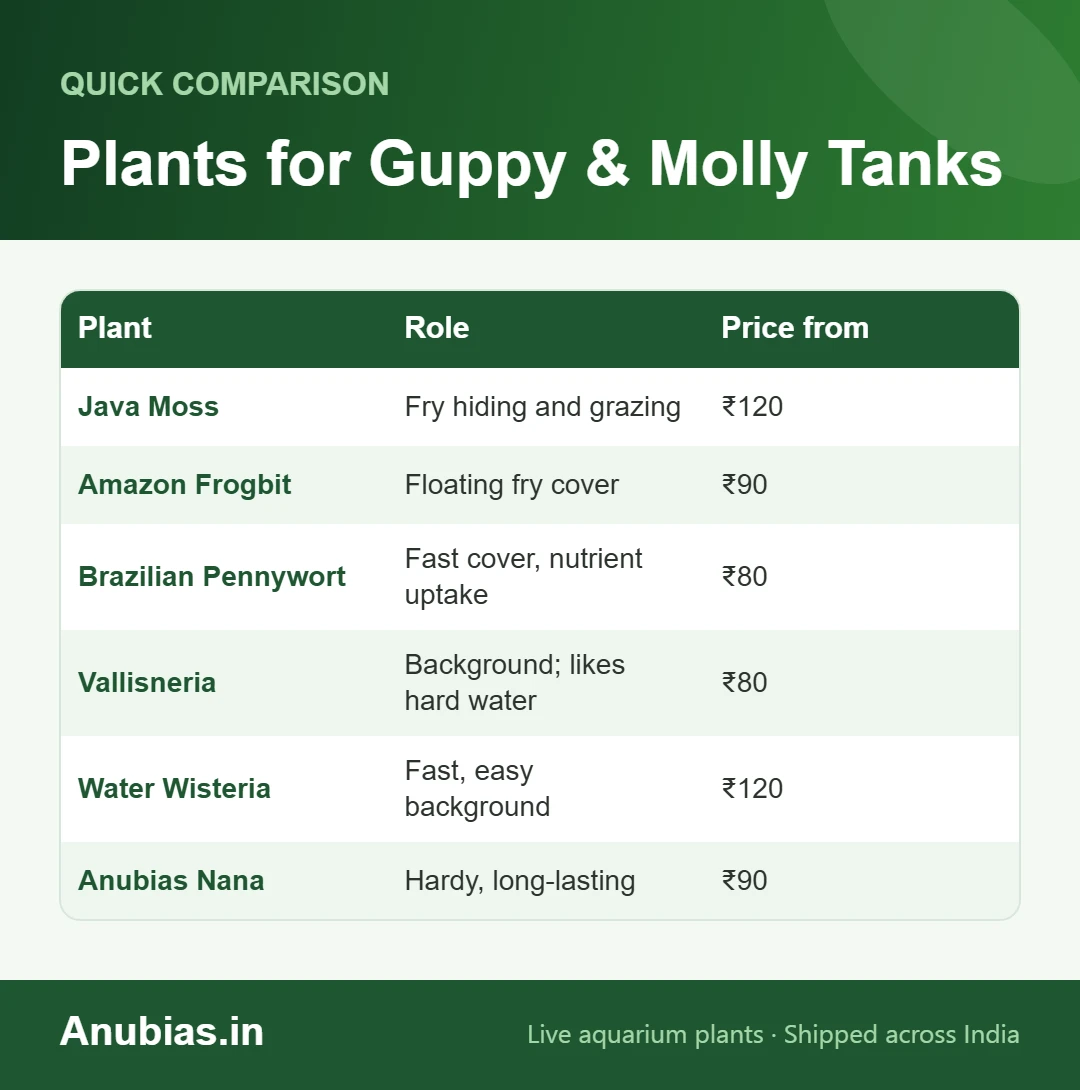 Chart of the best plants for guppy and molly tanks with roles and prices