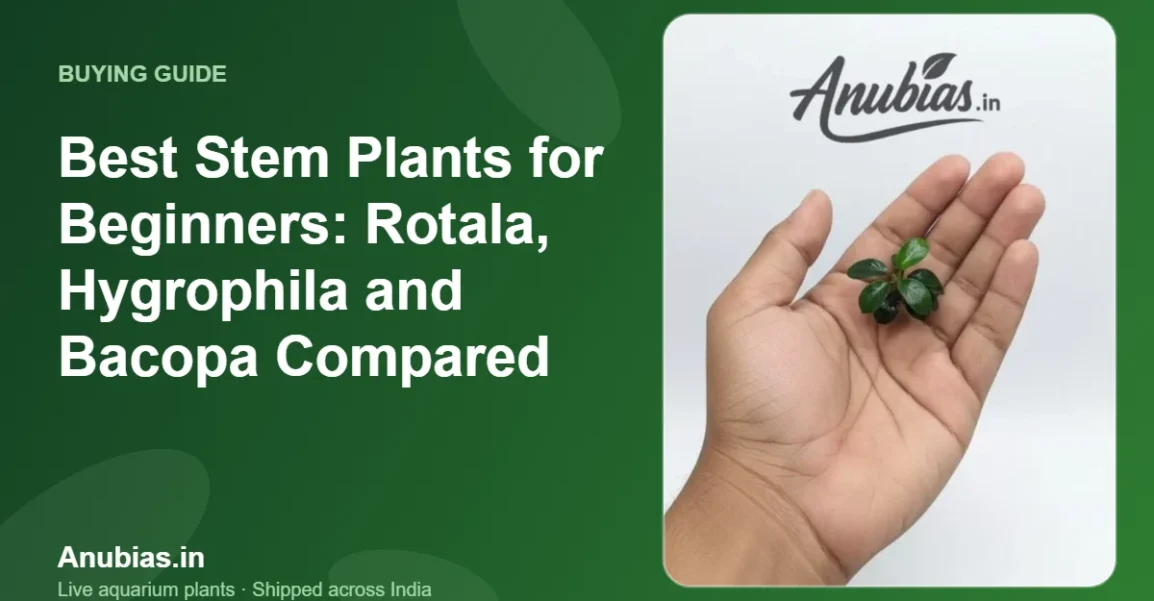 Best Stem Plants for Beginners: Rotala, Hygrophila and Bacopa Compared – Anubias.in