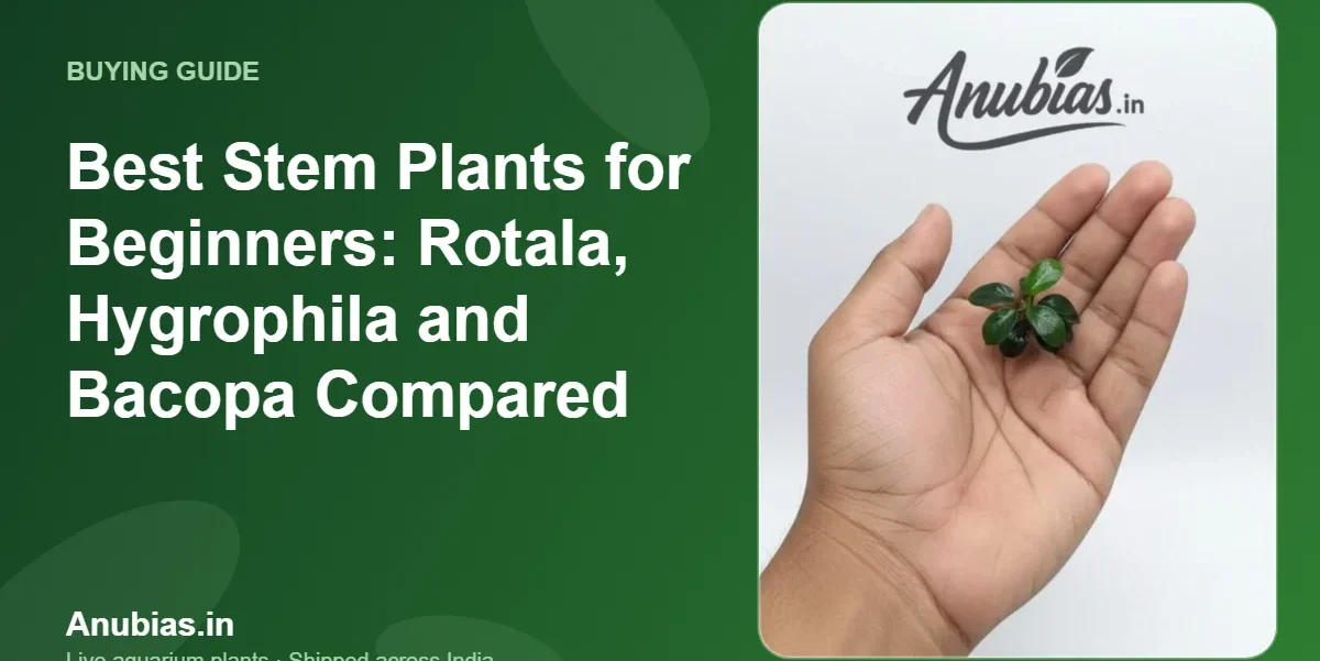 Best Stem Plants for Beginners: Rotala, Hygrophila and Bacopa Compared – Anubias.in