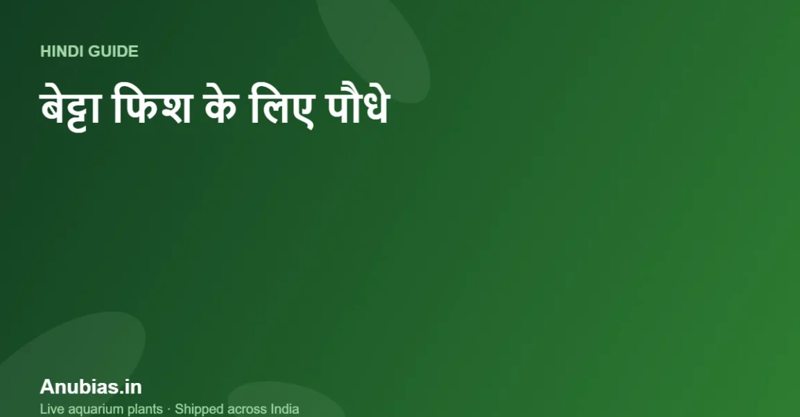 बेट्टा फिश के लिए सबसे अच्छे पौधे (Hindi गाइड) – Anubias.in