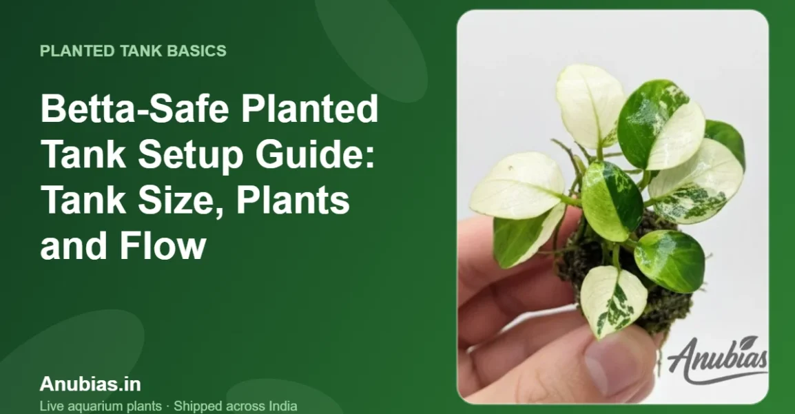 Betta-Safe Planted Tank Setup Guide: Tank Size, Plants and Flow – Anubias.in
