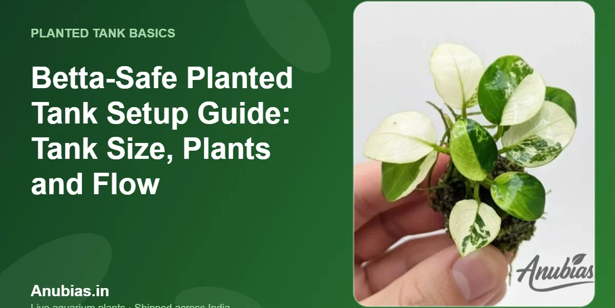 Betta-Safe Planted Tank Setup Guide: Tank Size, Plants and Flow – Anubias.in