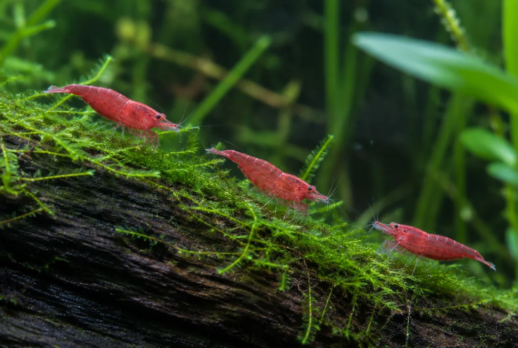 Cherry shrimp grazing on Java moss attached to driftwood