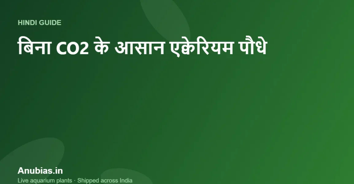 बिना CO2 के उगने वाले 10 आसान एक्वेरियम पौधे (Hindi गाइड) – Anubias.in