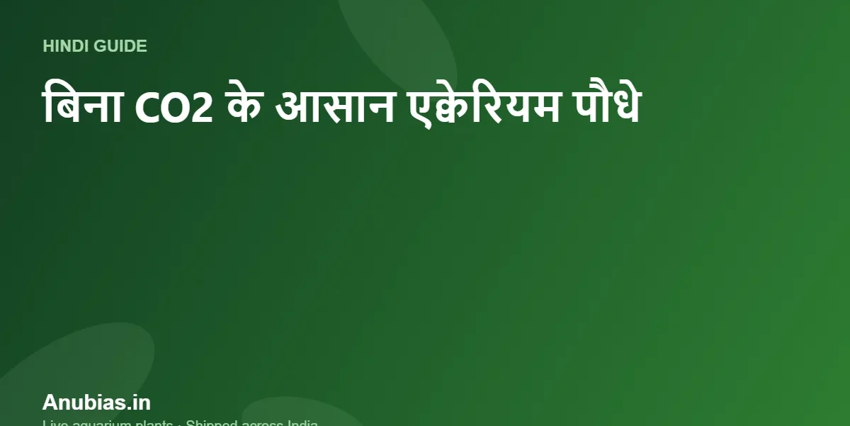 बिना CO2 के उगने वाले 10 आसान एक्वेरियम पौधे (Hindi गाइड) – Anubias.in