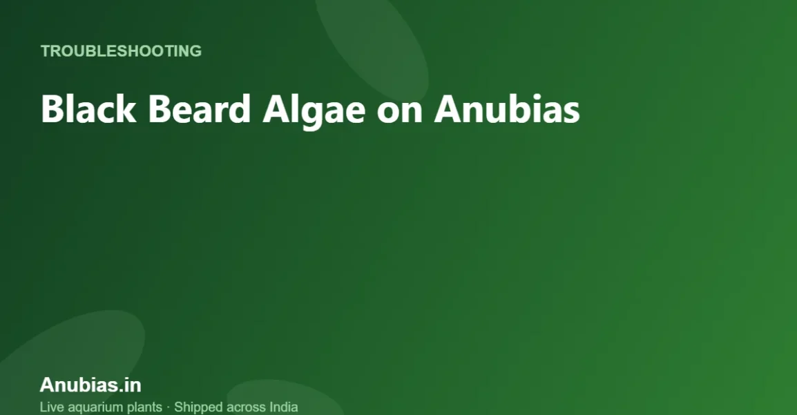 Black Beard Algae on Anubias: Causes and Fixes – Anubias.in