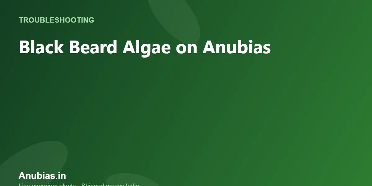 Black Beard Algae on Anubias: Causes and Fixes – Anubias.in