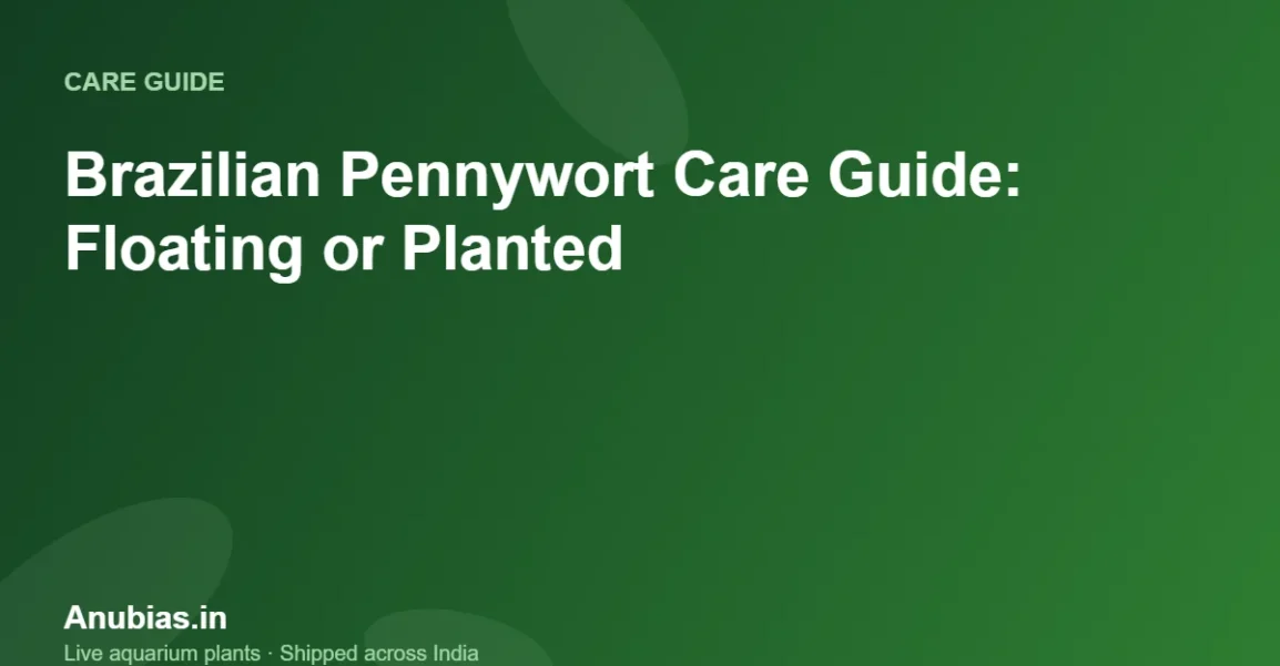 Brazilian Pennywort Care Guide: Floating or Planted – Anubias.in