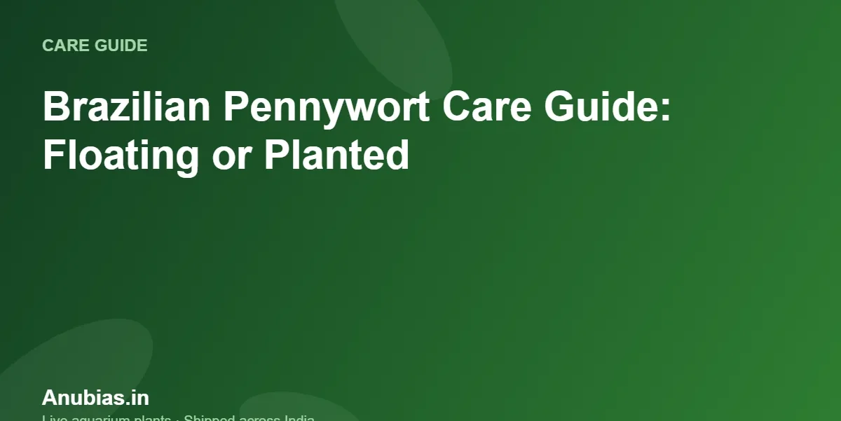 Brazilian Pennywort Care Guide: Floating or Planted – Anubias.in