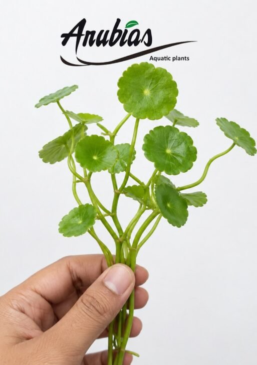 Brazilian Pennywort (Hydrocotyle leucocephala)