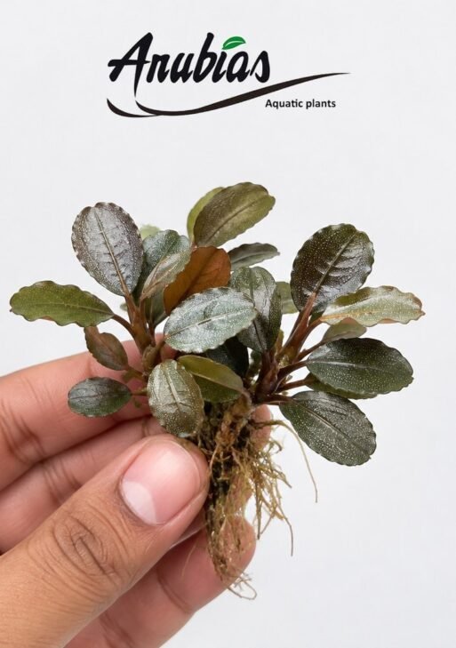 Bucephalandra 'Brownie Ghost'