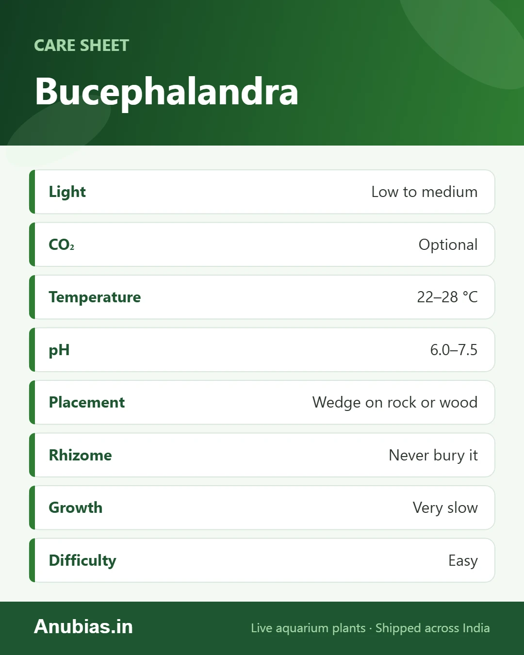 Bucephalandra care sheet: Light, CO₂, Temperature, pH and more
