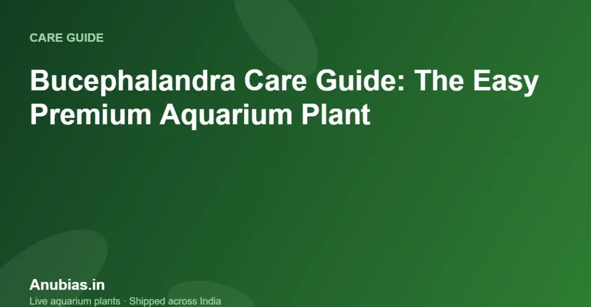 Bucephalandra Care Guide: The Easy Premium Aquarium Plant – Anubias.in